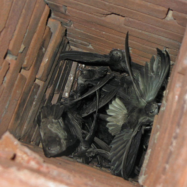 Chimney Blockage Clearing in Buffalo, NY