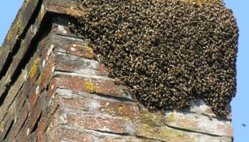 bees in the chimney, north buffalo ny