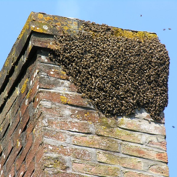 bees in the chimney, north buffalo ny
