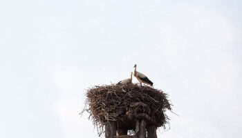 animal obstructions in chimney in Rochester NY
