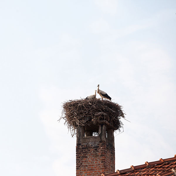 animal obstructions in chimney in Rochester NY