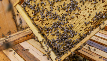 removing bees from your chimney in Cheektowaga NY