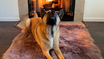 Pet fireplace safety in Buffalo, NY and Rochester, NY.